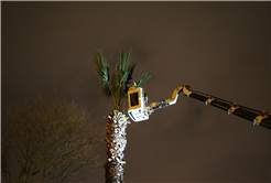 Büyükşehir şehrin süsü olan palmiyeleri şimdi yaza hazırlıyor