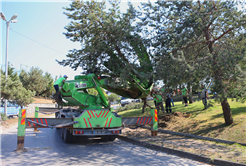 Büyükşehir o proje sahasındaki ağaçları koruma altına alıyor