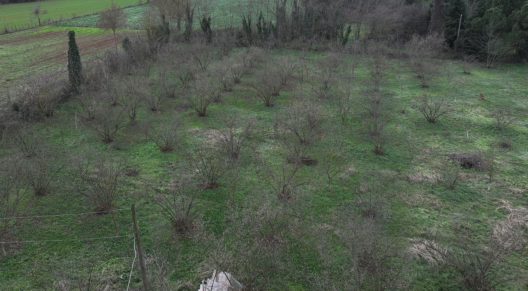 Evi görünce terk etmeyi düşündü: Binlerce kokarcanın istila kabusunu TUTSAK bitirdi