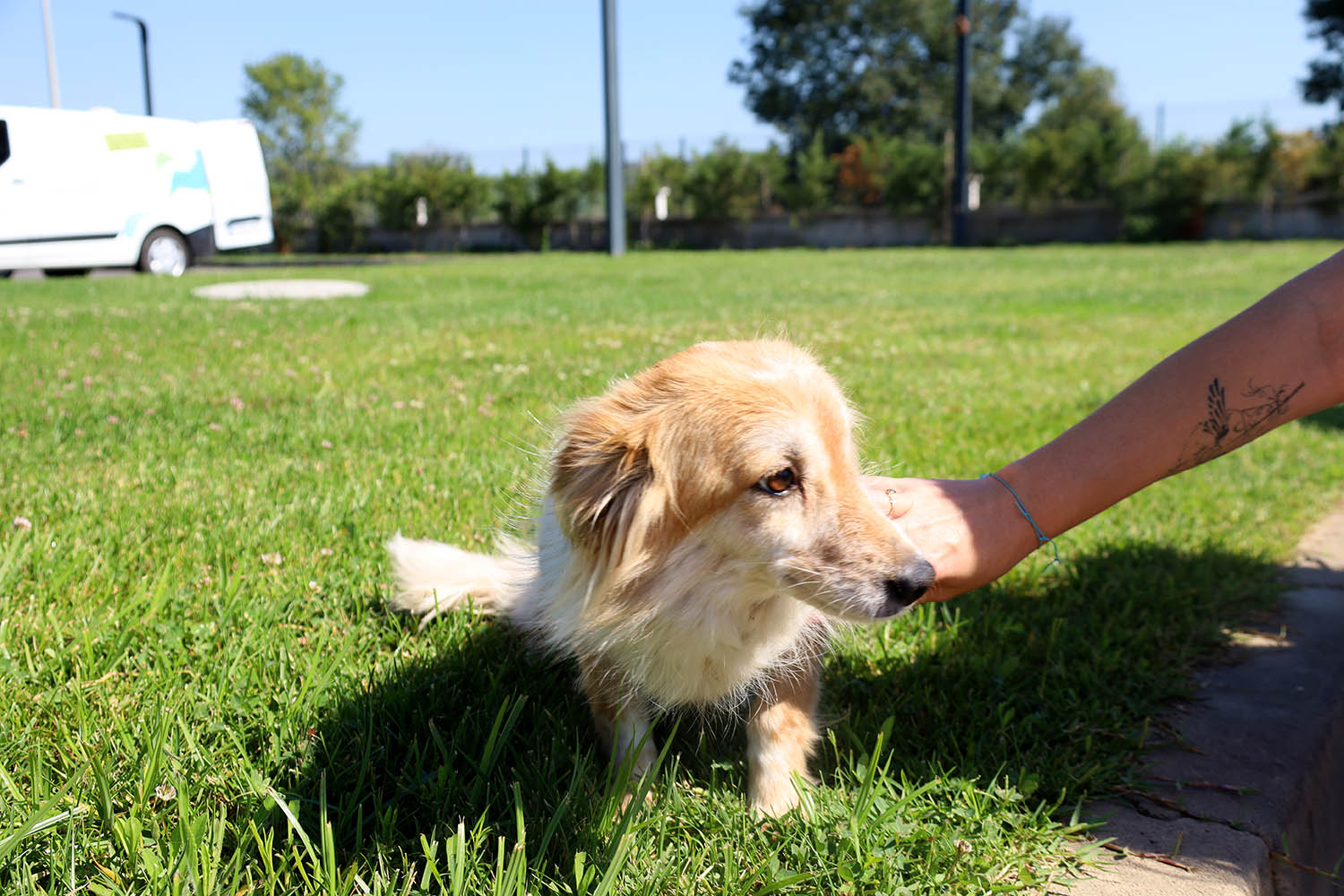 2024’te can dostların derdine deva hastalığına şifa oldular: Kedi, köpek, tavşan, sincap…