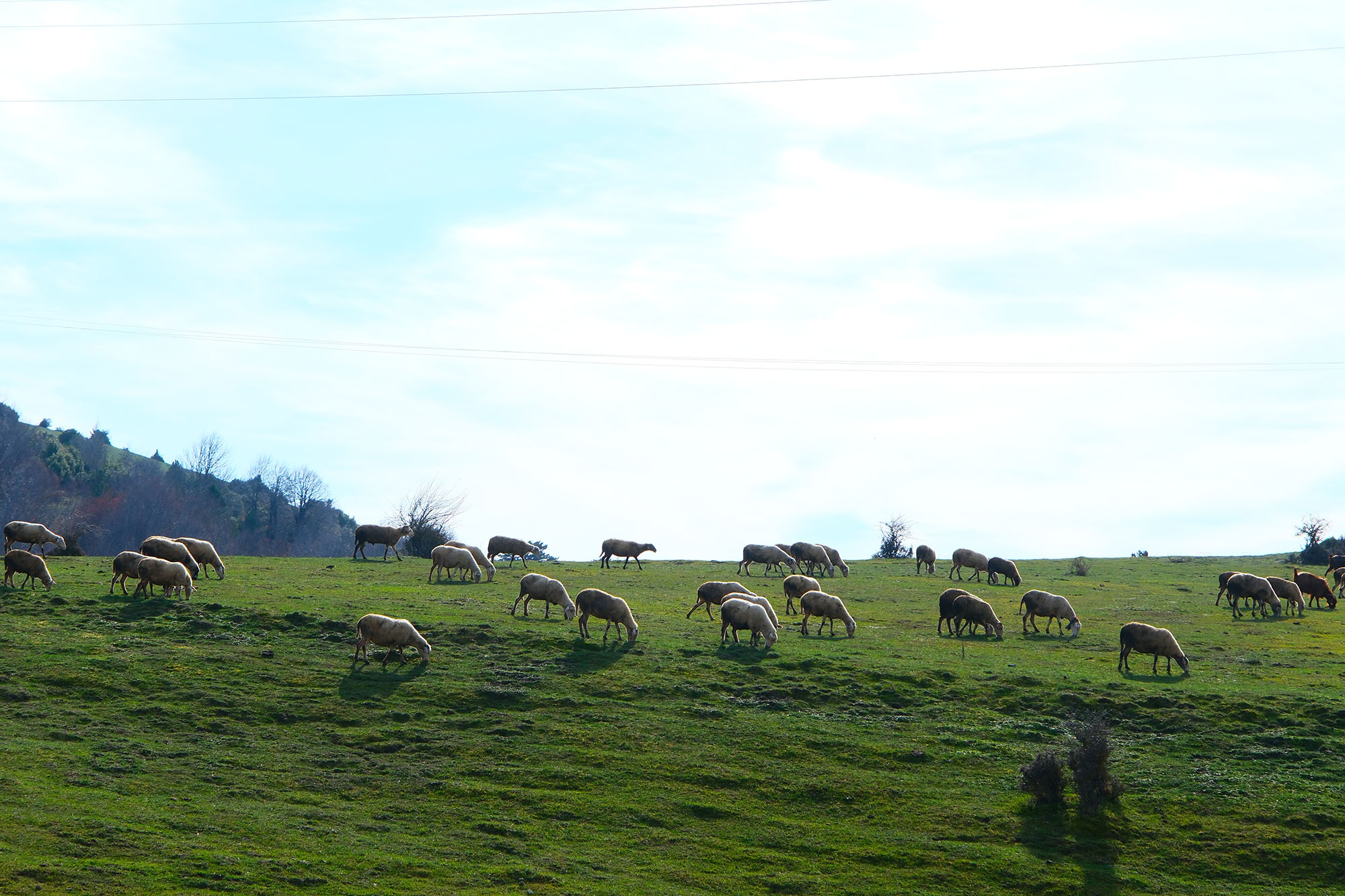 Doğaseverlerin bu haftaki rotası Karagöl ve Sultanpınarı Yaylası oldu