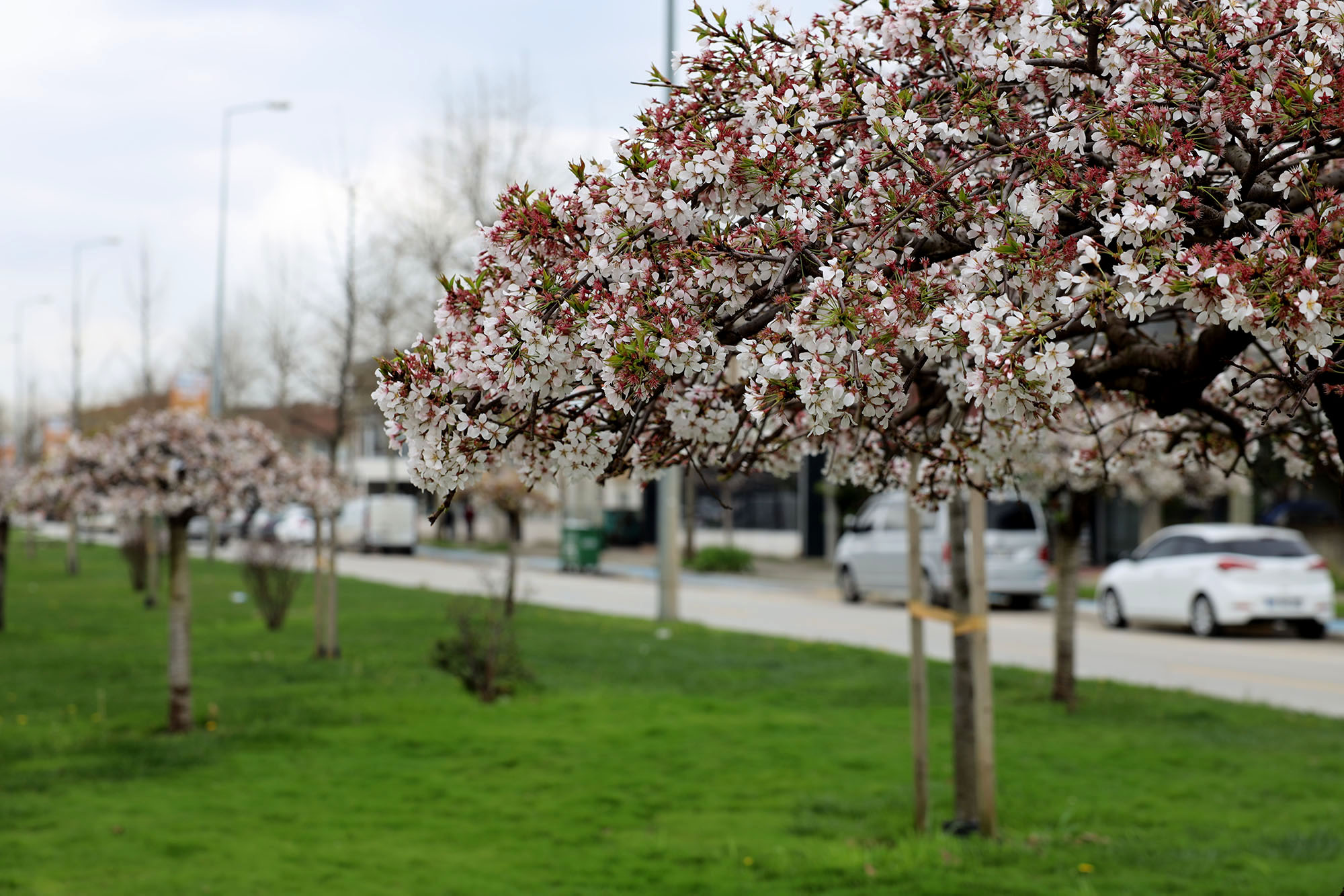 Sakarya’da baharın büyüleyici cümbüşü