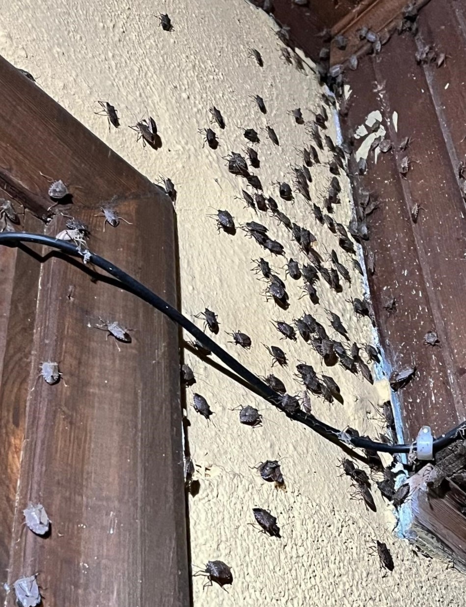 Evi görünce terk etmeyi düşündü: Binlerce kokarcanın istila kabusunu TUTSAK bitirdi