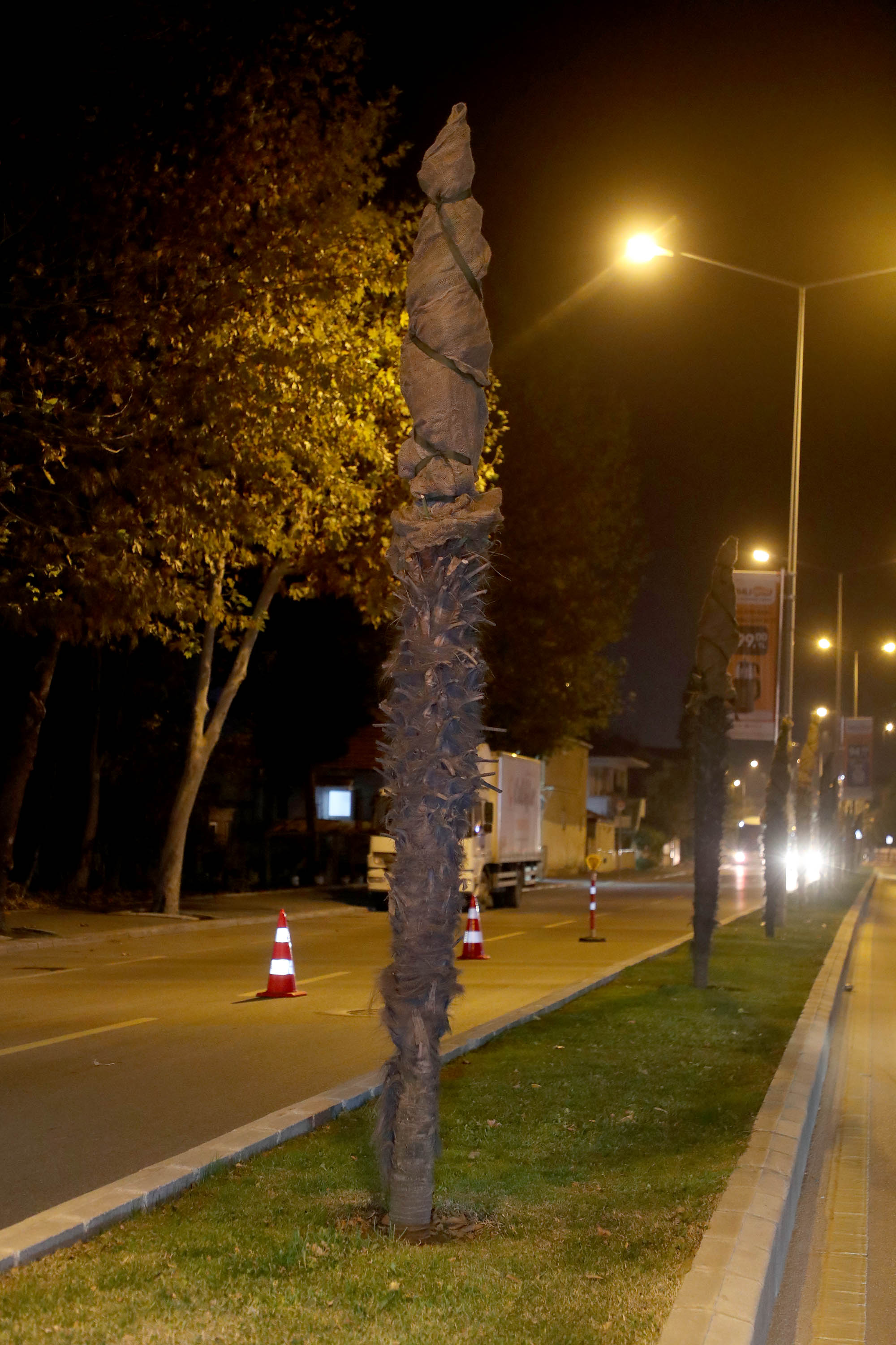 Büyükşehir’den şehrin süsü palmiyeler için dondurucu soğuklara karşı özel önlem