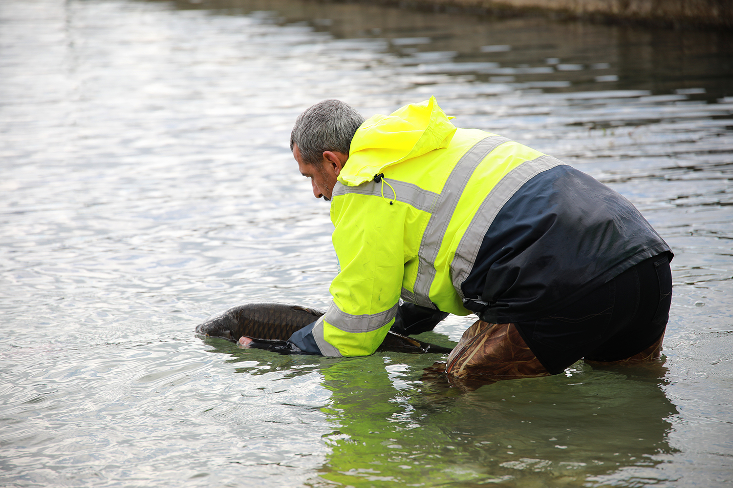 10 kiloluk sazanlar doğal güzelliği koruyacak