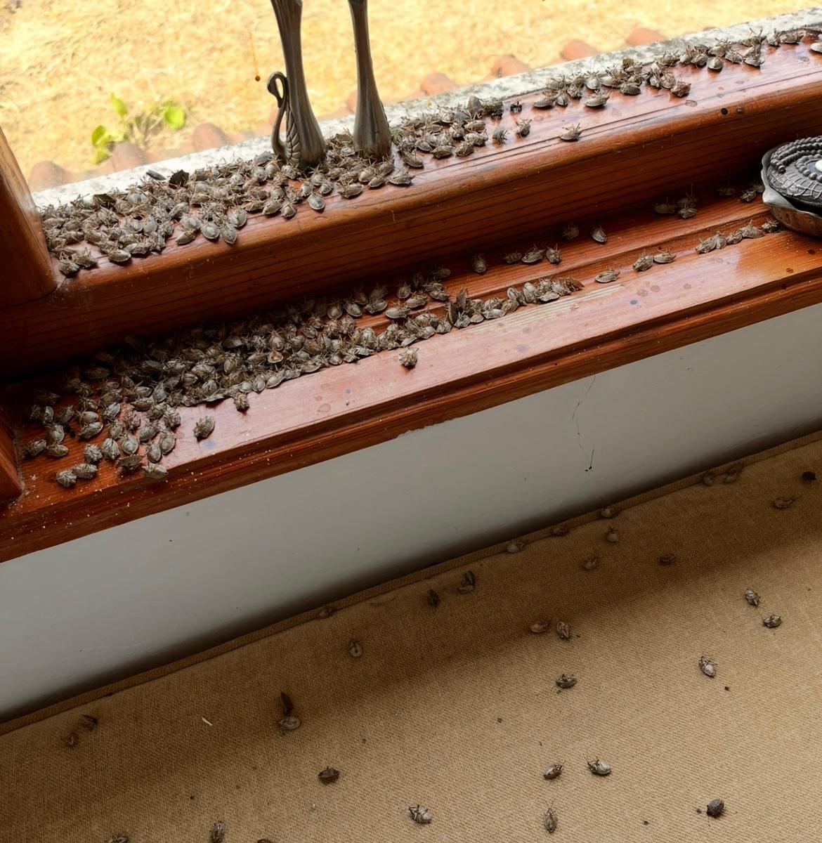 Evi görünce terk etmeyi düşündü: Binlerce kokarcanın istila kabusunu TUTSAK bitirdi