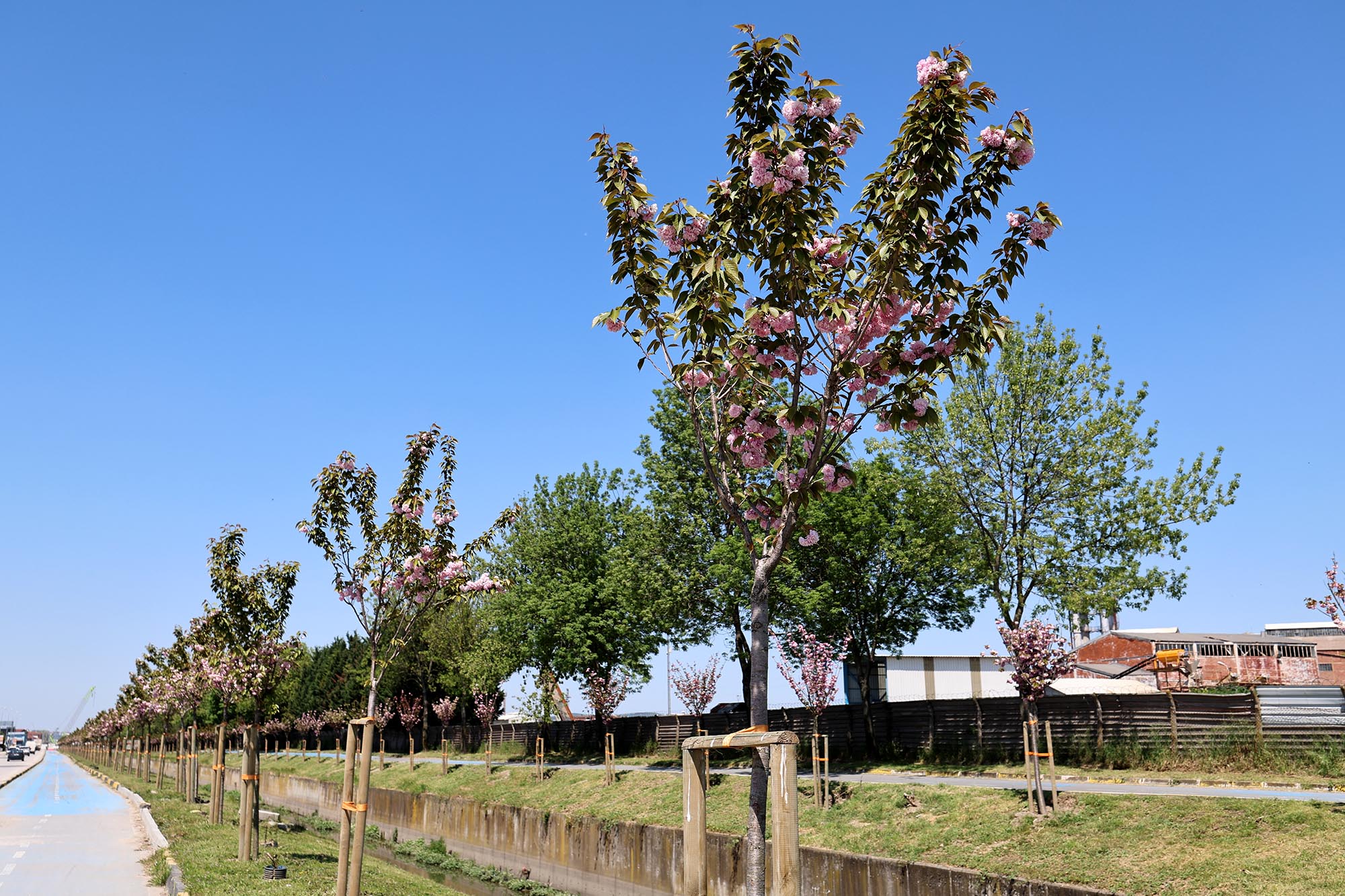 Çiçek açan Sakura ağaçları şehri görsel bir şölene dönüştürdü