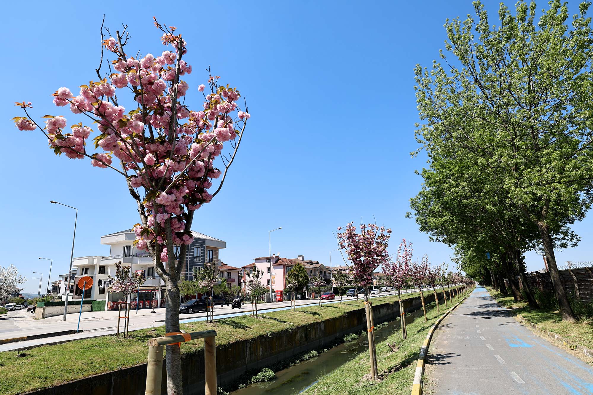 Çiçek açan Sakura ağaçları şehri görsel bir şölene dönüştürdü