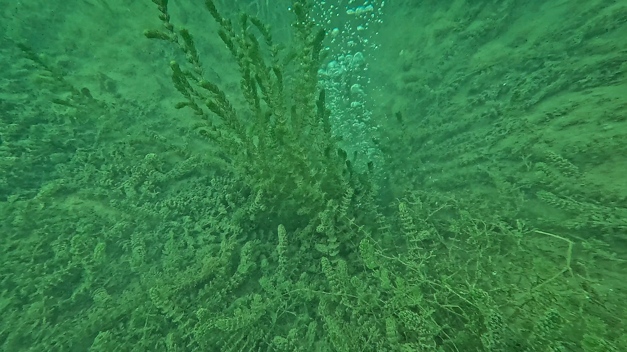 SASKİ Sapanca Gölü’ndeki o noktada incelemenin sonucunu paylaştı: “Yapılan incelemede olumsuz bir duruma rastlanmadı” 