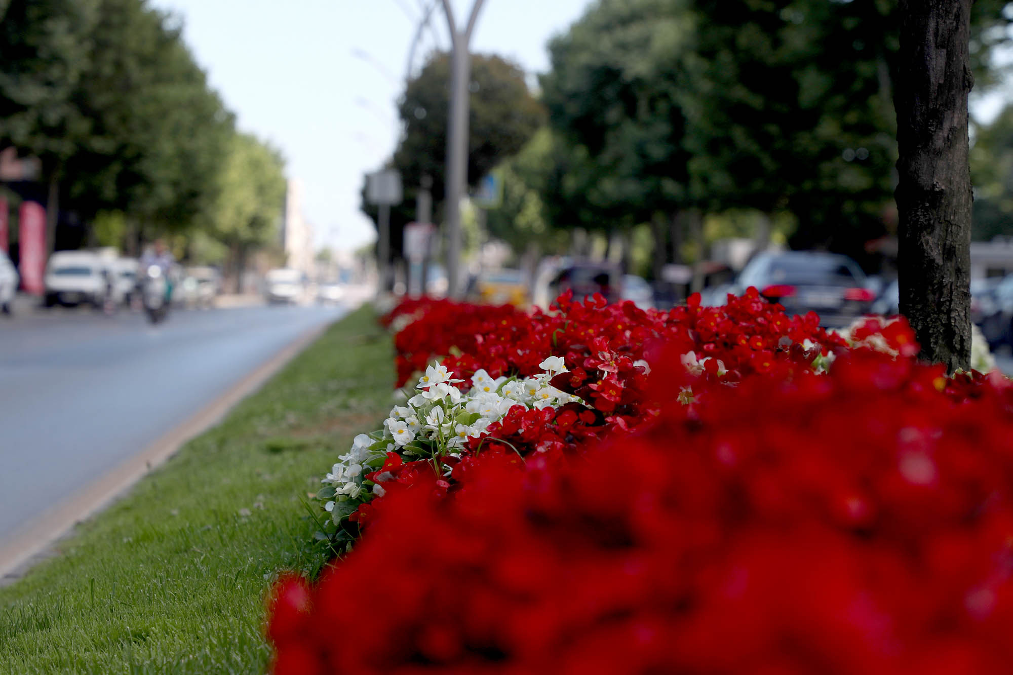 Şehrin en işlek caddeleri Büyükşehir’in dokunuşuyla çiçek bahçesine dönüşüyor