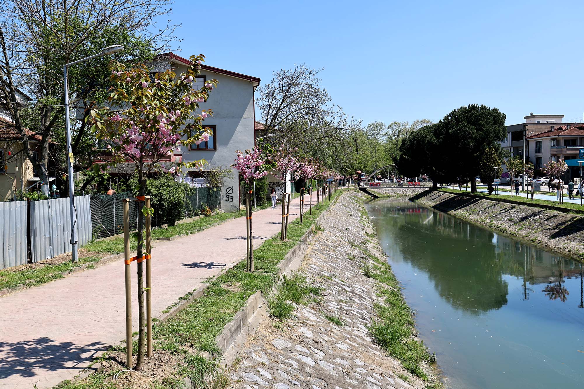 Çiçek açan Sakura ağaçları şehri görsel bir şölene dönüştürdü