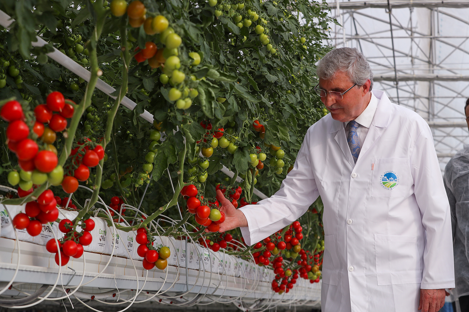 Türkiye’de model olan projede rekor üretim: 4 ayda 550 ton domates