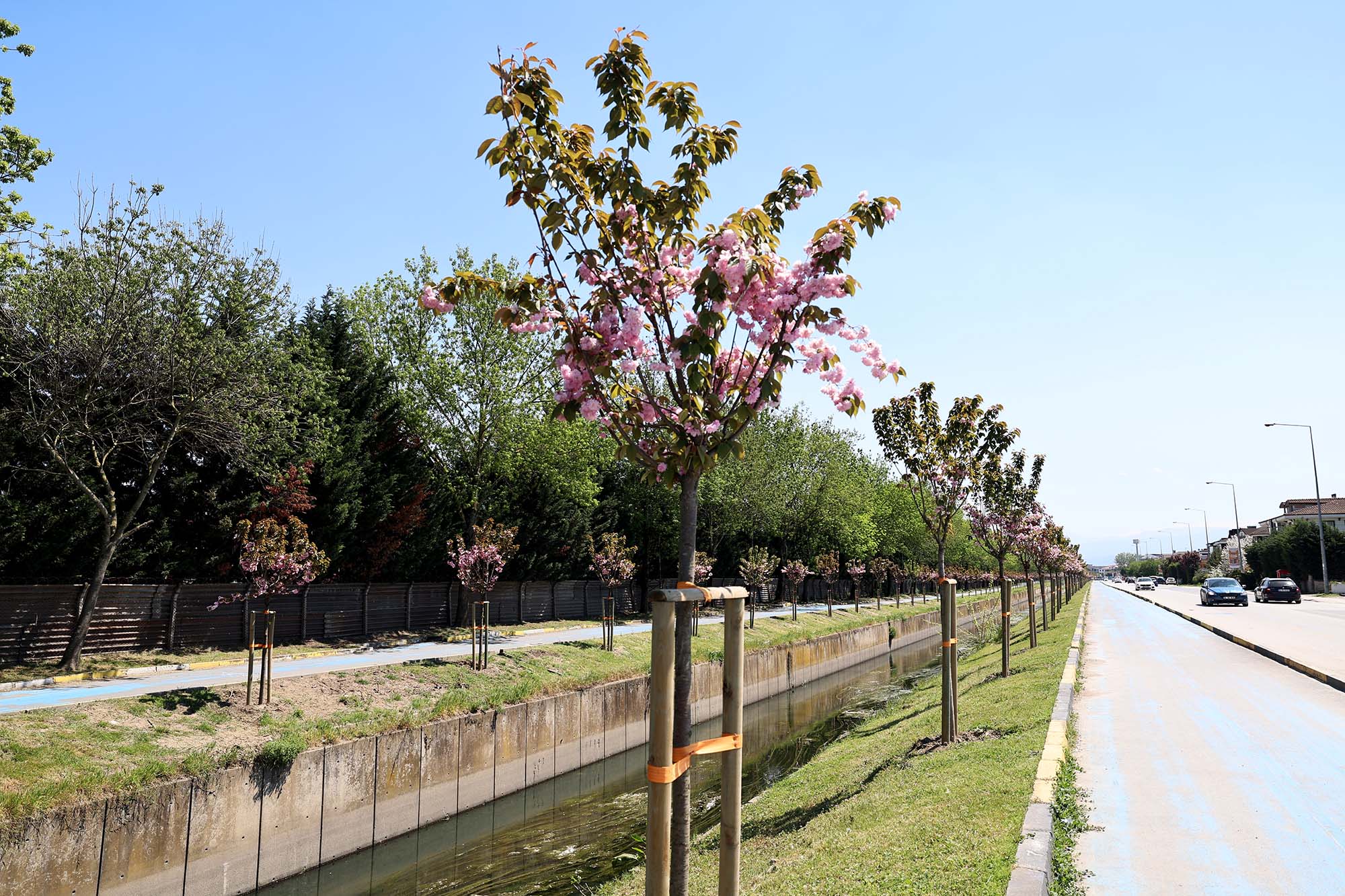 Çiçek açan Sakura ağaçları şehri görsel bir şölene dönüştürdü