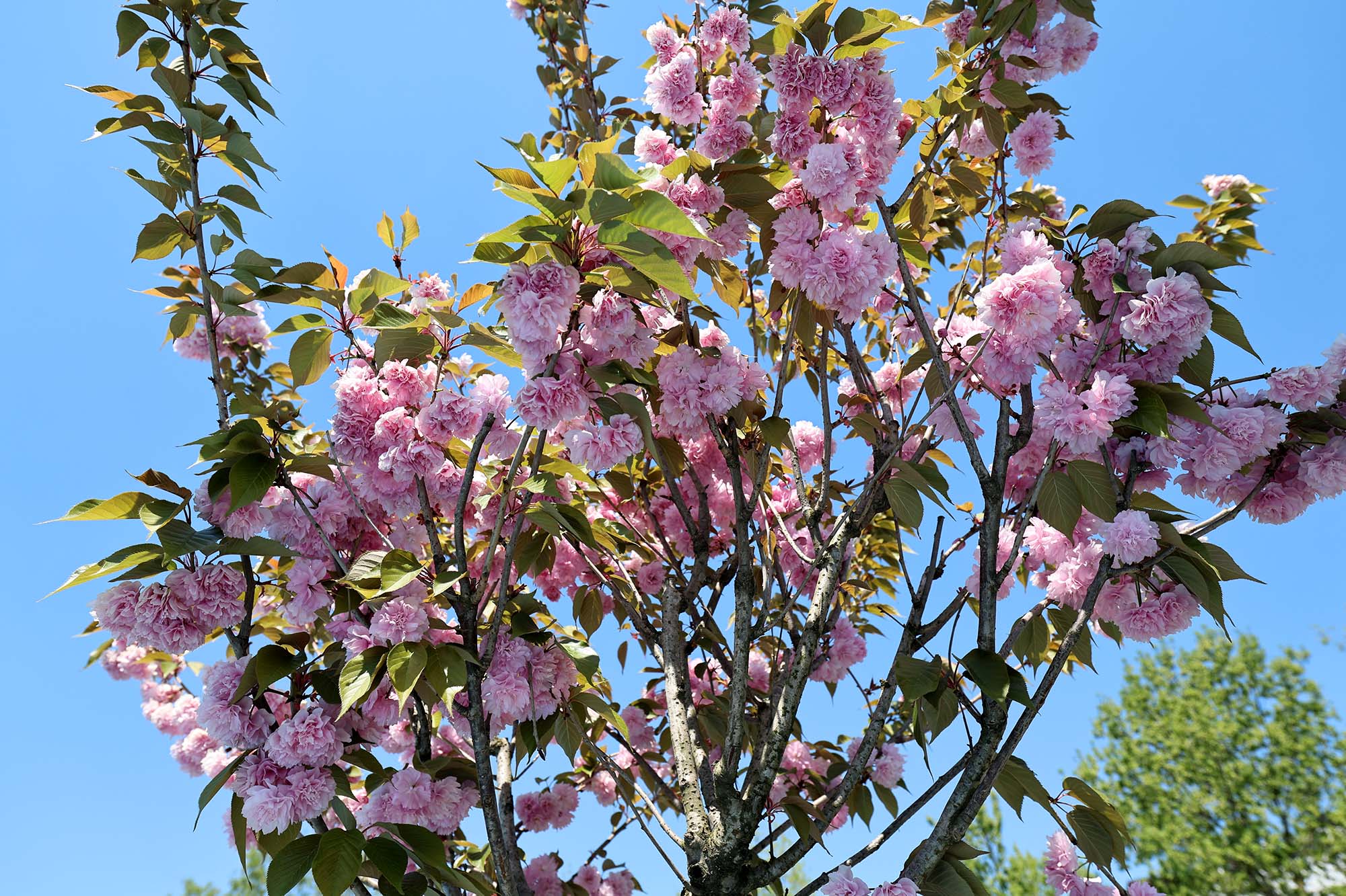 Çiçek açan Sakura ağaçları şehri görsel bir şölene dönüştürdü