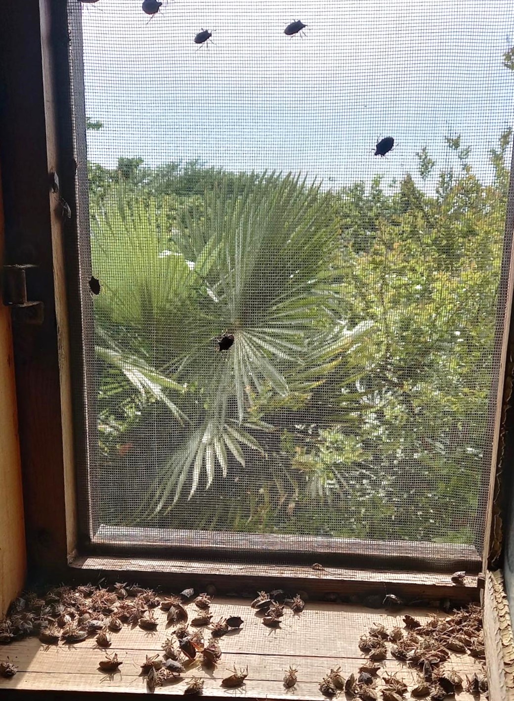 Evi görünce terk etmeyi düşündü: Binlerce kokarcanın istila kabusunu TUTSAK bitirdi