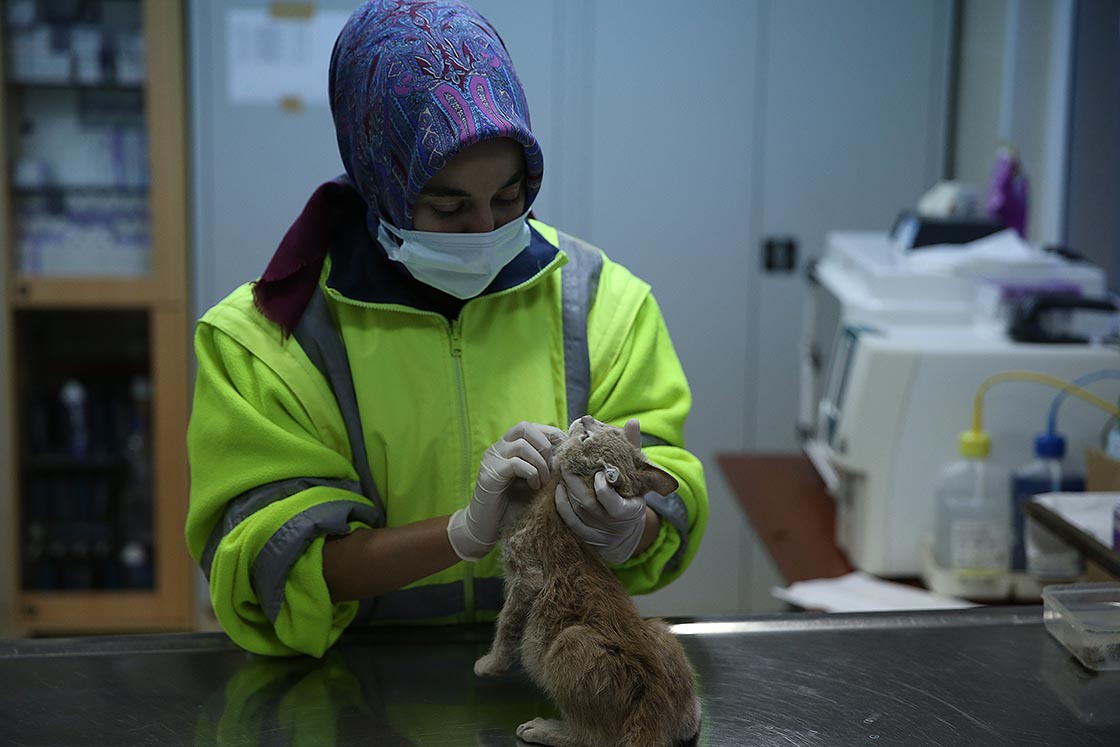 2024’te can dostların derdine deva hastalığına şifa oldular: Kedi, köpek, tavşan, sincap…