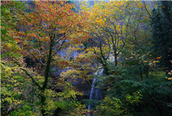 Yaylalardan longoz ormanlarına: Sakarya’da doğayla iç içe sonbahar