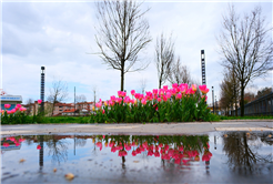 Sakarya’da baharın büyüleyici cümbüşü