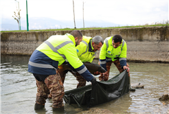 10 kiloluk sazanlar doğal güzelliği koruyacak