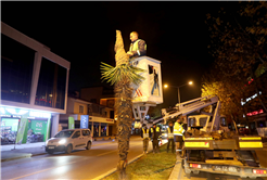 Büyükşehir’den şehrin süsü palmiyeler için dondurucu soğuklara karşı özel önlem