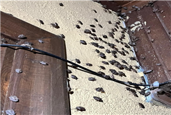 Evi görünce terk etmeyi düşündü: Binlerce kokarcanın istila kabusunu TUTSAK bitirdi