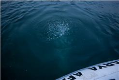 SASKİ Sapanca Gölü’ndeki o noktada incelemenin sonucunu paylaştı: “Yapılan incelemede olumsuz bir duruma rastlanmadı” 