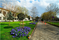 Sakarya’da baharın büyüleyici cümbüşü