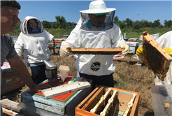 Büyükşehir, ana arı üretimi eğitimleri gerçekleştirildi