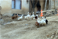Geyve Yaylak’ta altyapı tamamen yenilendi