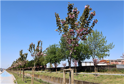 Çiçek açan Sakura ağaçları şehri görsel bir şölene dönüştürdü