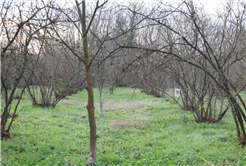 Evi görünce terk etmeyi düşündü: Binlerce kokarcanın istila kabusunu TUTSAK bitirdi
