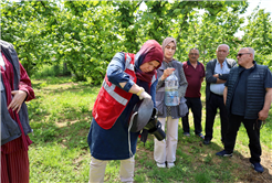 Sakarya’da kahverengi kokarca kabusuyla mücadele başladı: Büyükşehir ekibi sahada çiftçilere feromon tuzağı ulaştırıyor