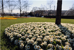 Sakarya bayram için Büyükşehirle çiçek açtı: Bayramı da baharı da rengarenk karşılıyor
