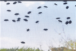 Evi görünce terk etmeyi düşündü: Binlerce kokarcanın istila kabusunu TUTSAK bitirdi