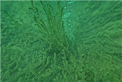 SASKİ Sapanca Gölü’ndeki o noktada incelemenin sonucunu paylaştı: “Yapılan incelemede olumsuz bir duruma rastlanmadı” 