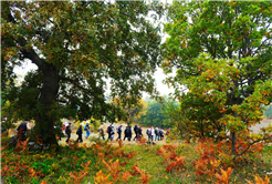 Yaylalardan longoz ormanlarına: Sakarya’da doğayla iç içe sonbahar