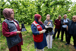 Sakarya’da kahverengi kokarca kabusuyla mücadele başladı: Büyükşehir ekibi sahada çiftçilere feromon tuzağı ulaştırıyor