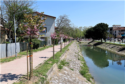 Çiçek açan Sakura ağaçları şehri görsel bir şölene dönüştürdü