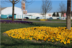 Sakarya bayram için Büyükşehirle çiçek açtı: Bayramı da baharı da rengarenk karşılıyor