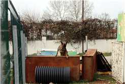 Reina, Ateş, Google ve Qill en zor anda ‘umut’ olmak için hep hazır kıta