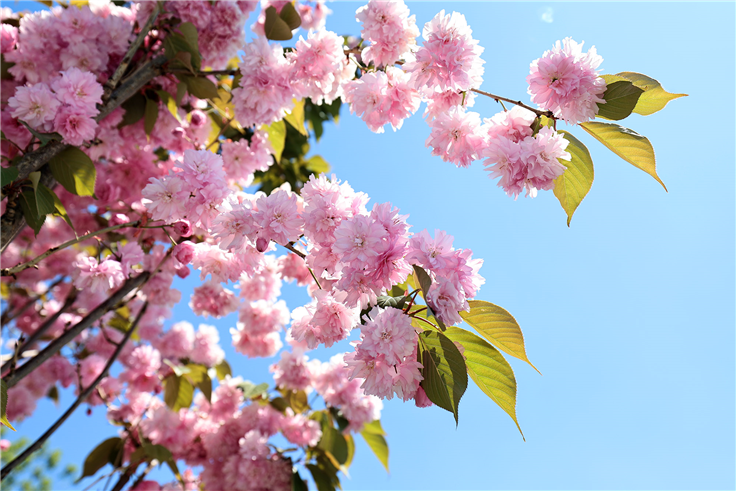 Çiçek açan Sakura ağaçları şehri görsel bir şölene dönüştürdü